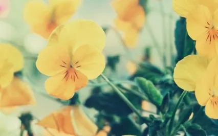 Guided Meditation For Inner Peace And Calm