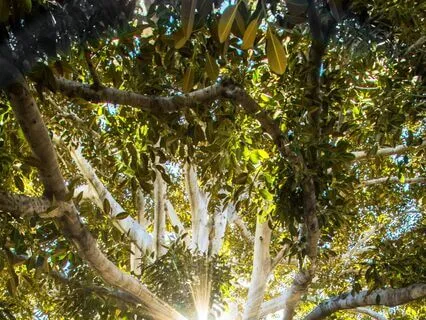 Inner Strength, Stability, And Courage