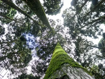 Guided Meditation for Longevity with Dr. Linda Friedland