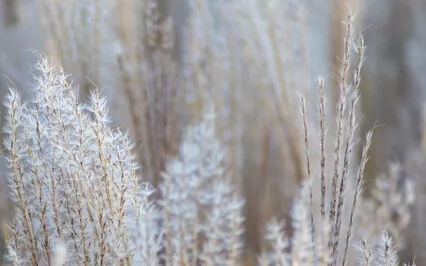 Guided Meditation For Overwhelm