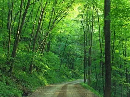 Guided Practice For Presence (With Forest Sounds)