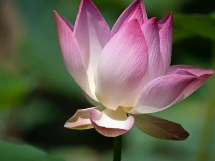 Guided Meditation For Relaxation