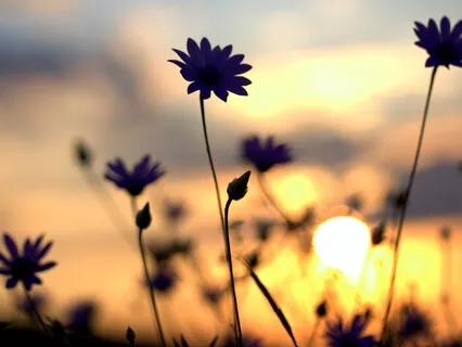 Guided Meditation for Relaxation & Sleep