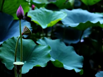 Relaxation Through Breathing