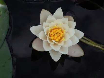 Guided Practice For Relaxation With Affirmations