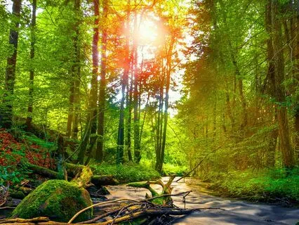 Guided Meditation For Relaxation: Woodland Walk