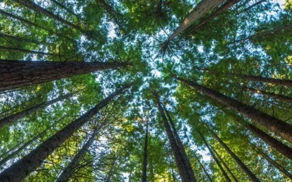 Guided Meditation For Releasing Fears