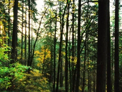 Guided Meditation For Self Healing