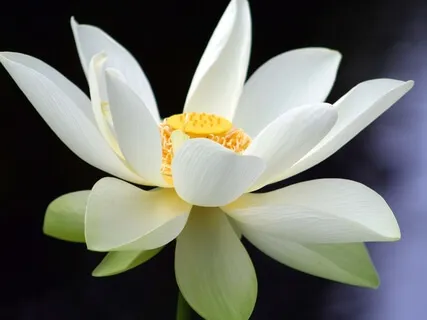 Guided Practice For Stillness & Relaxation