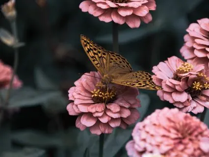 Meditation For Sweet Dreams: The Goddess's Garden