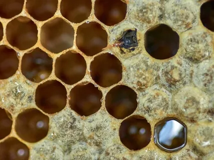 Guided Meditation For Top Surgery | Mastectomy Healing