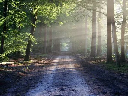 Guided Meditation - Forest And Birds