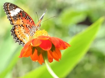 Hope, Life Force - Fantasy Journey Forest