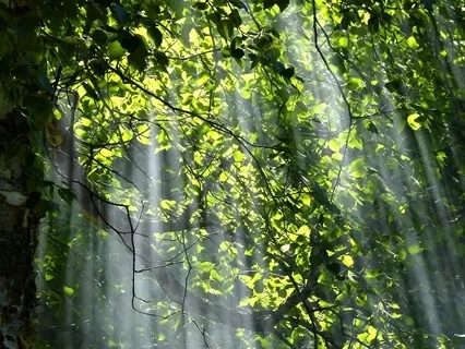 Guided Meditation I Forgive Myself