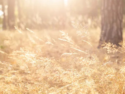 Identify And Release Inner Blocks