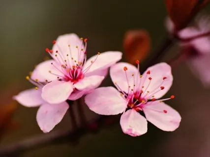 Guided Meditation In The Cherry Blossoms
