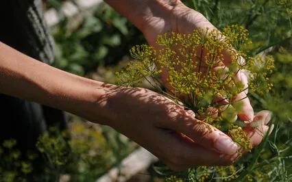 Guided Meditation: Inviting Gratitude To Grow Within