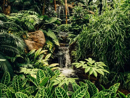 Guided Meditation: Journey Through The Rainforest