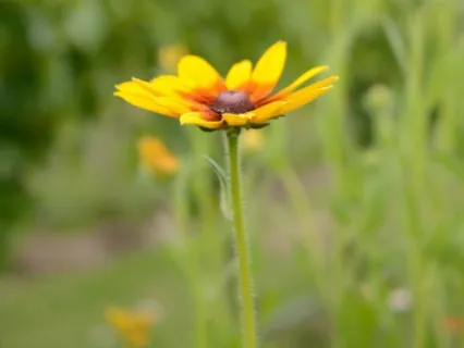 Journey To Mother Gaia's Garden (Audio Only Version)