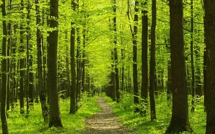 Guided Meditation: Listen & Look