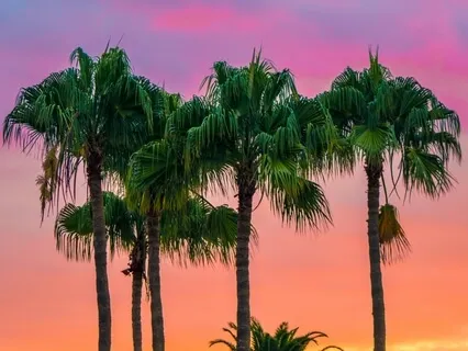 Guided Meditation: Manifest Your Dreams 