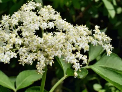 Guided Meditation Meeting the Elderflower Plant