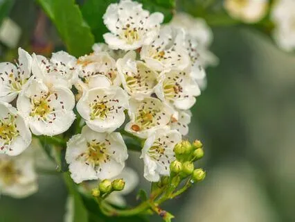 Guided Meditation Meeting the Hawthorn Plant
