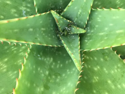 Guided Meditation on Breathing