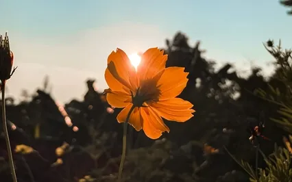 Guided Meditation On Compassion With Ven Sangye Khadro
