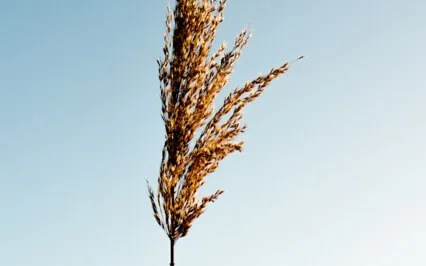 Guided Meditation On Koshas