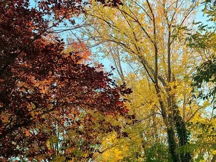 Guided Meditation - Practicing Gratitude