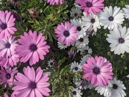 Guided Meditation: Presence And Recognizing Innate Goodness