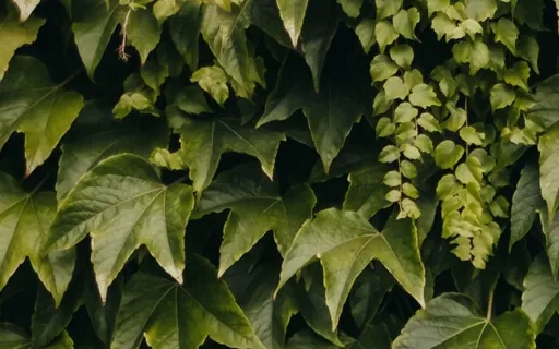 Guided Meditation Surrender And Let Be