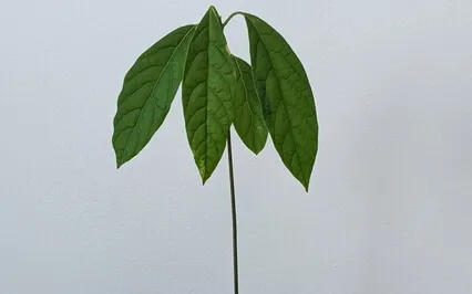 Guided Meditation Through The Seasons