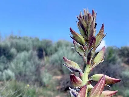 Guided Meditation To Connect To Your Deceased Loved Ones