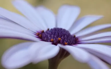 Guided Meditation To Help Heal The Inner Child