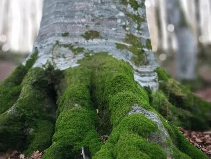 Guided Meditation To Open Your Root Chakra