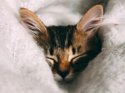 Guided Meditation To Release Stress And Sleep Well