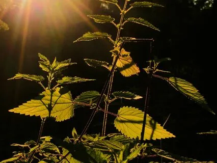 Guided Meditation To Weed Out Limiting Beliefs