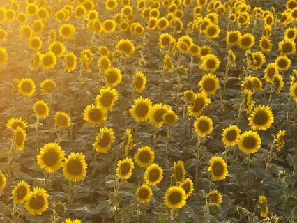 Guided Meditation To Your Inner Garden (Abundance)