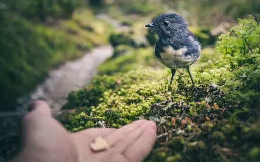 Guided Meditation - Trust