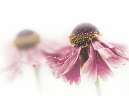 Guided Meditation: White Light Of Healing