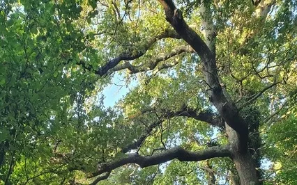 Guided Meditation Wisdom Of The Oak Hangdrum & Didgeridoo