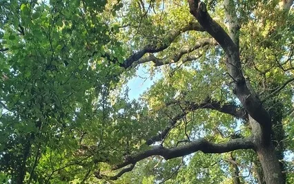 Guided Meditation Wisdom Of The Oak Hangdrum Part 1