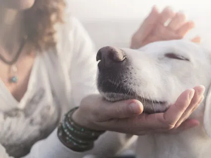 Guided Practice With Affirmations In A Pet-Friendly Space