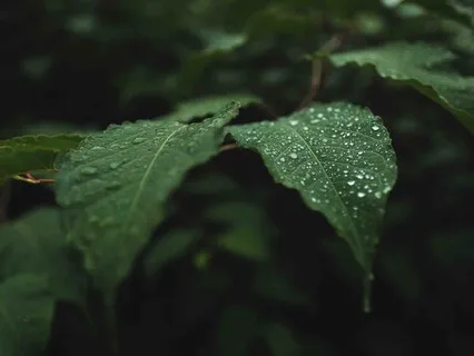Guided Meditation With ASMR (Gentle Rain)