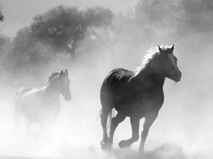 Guided Practice with Horse