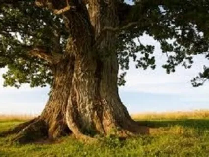 Guided Meditation with Metta