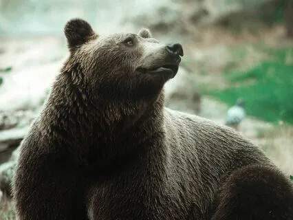 Animal Spirit Wisdom Of The Bear