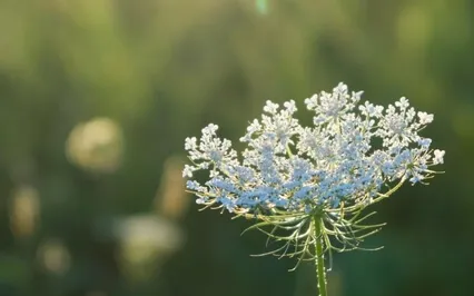 Guided Meditation With Ven. Pomnyun Sunim (Aug 30, 2020 / S21)